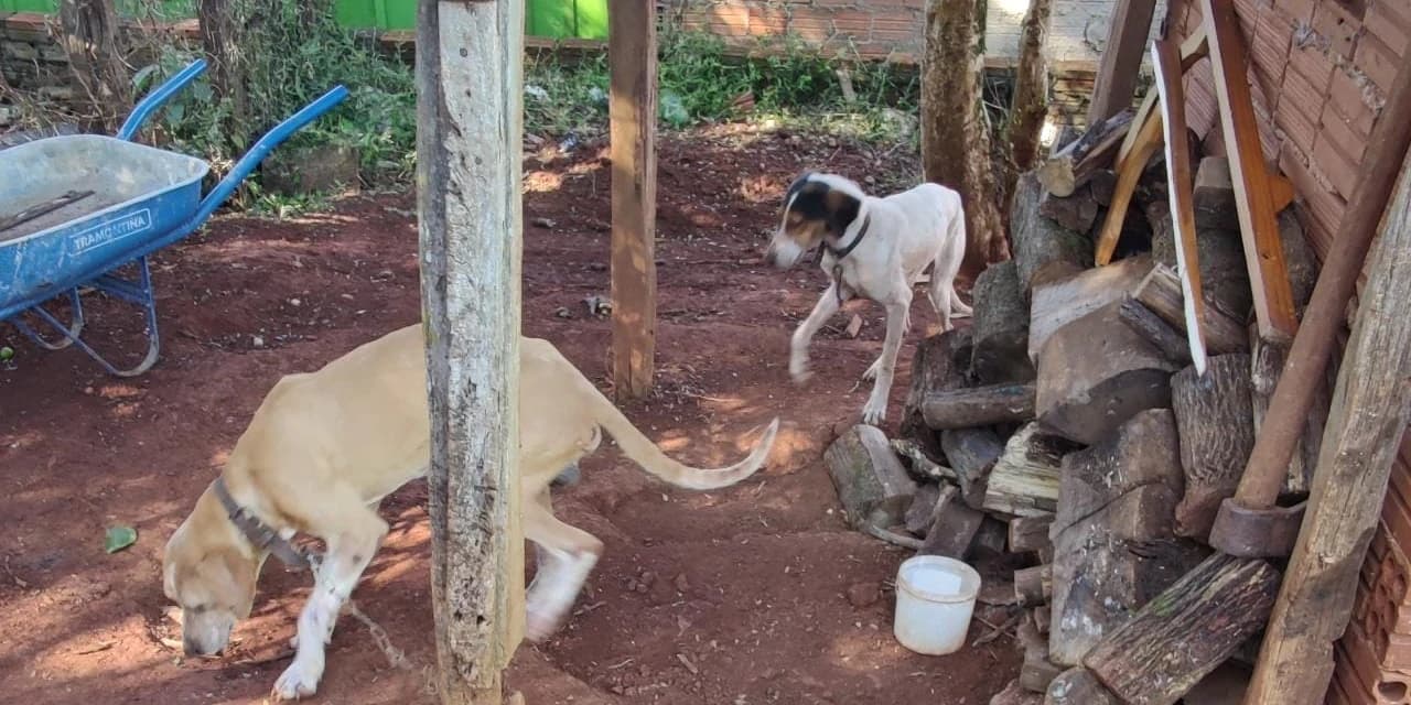 PM localiza seis cachorros em situação de maus tratos, em Pitanga