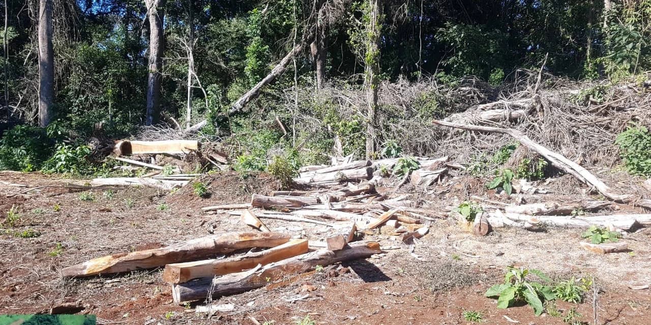 Força-tarefa aplica multas que somam R$ 1 milhão a desmatadores no Centro-Sul