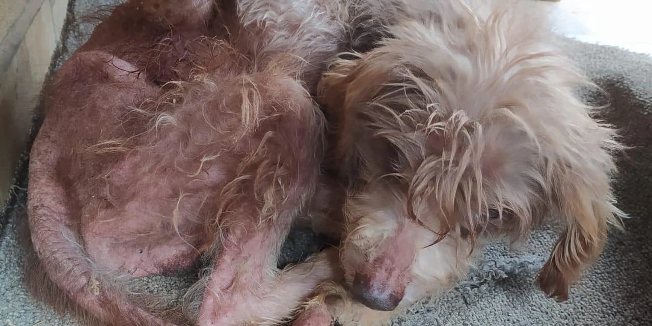 Polícia Civil de Ponta Grossa prende mulher por maus-tratos aos animais