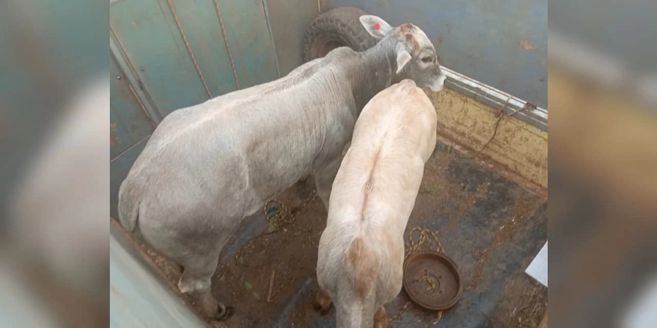 Rotam recupera gado furtado e prende duas pessoas em Pitanga