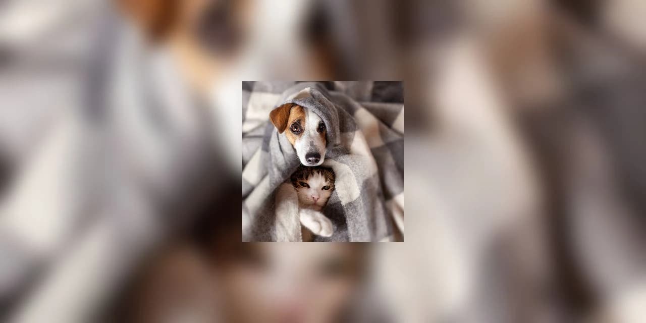 TV NOSSA GENTE: APASFA orienta sobre os cuidados necessários com os pets durante o frio