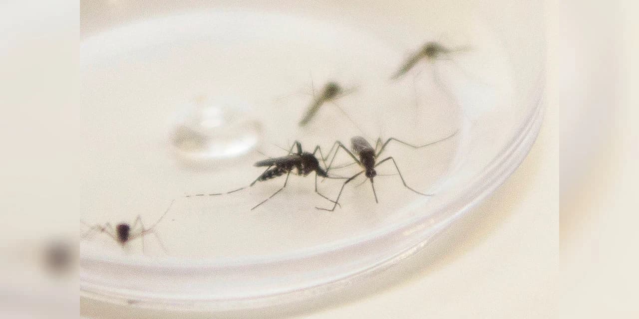 Informe da dengue registra 404 novos casos no Paraná
