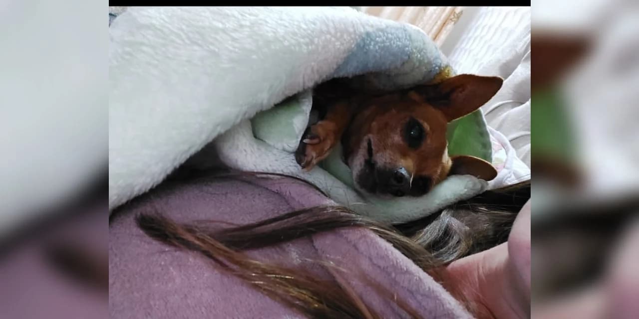 Dona oferece recompensa para quem encontrar cachorra que está desaparecida em Prudentópolis