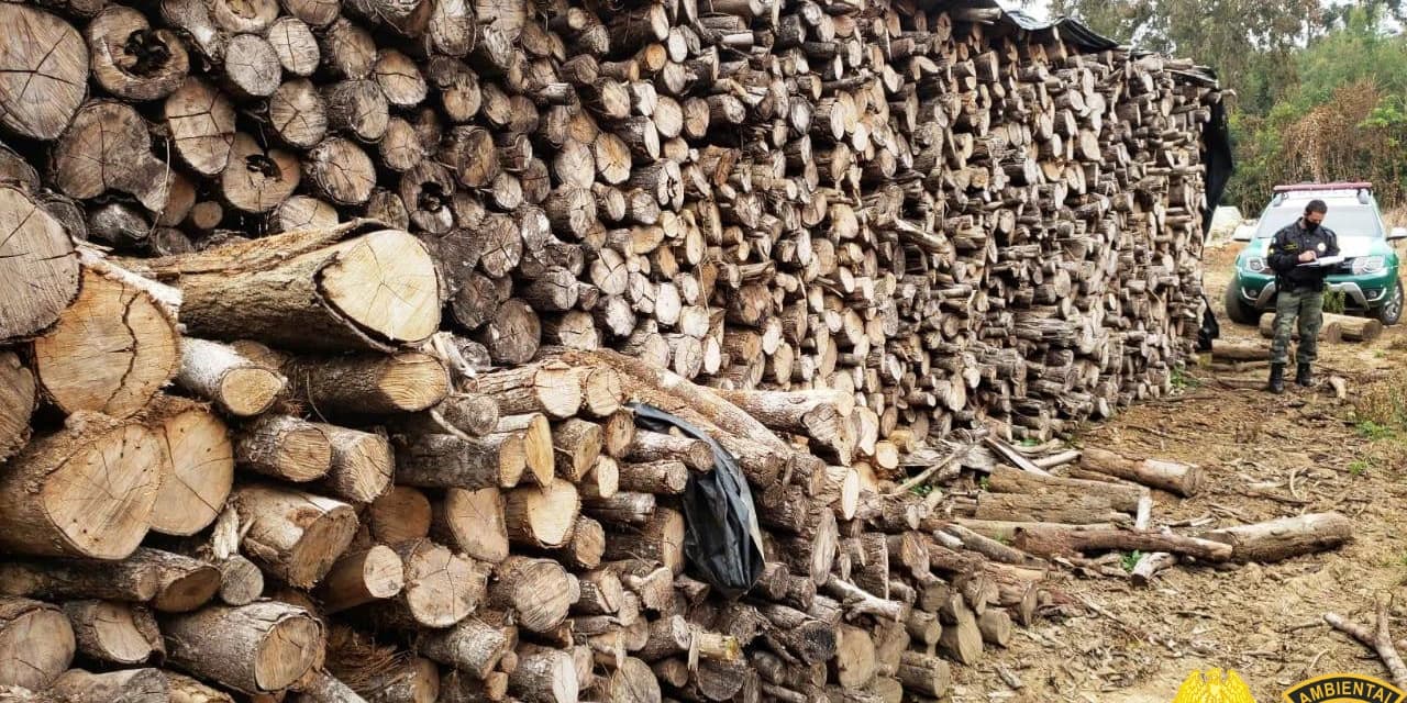 Policia Ambiental encontrou lenha armazenada sem documentação, em Guamiranga