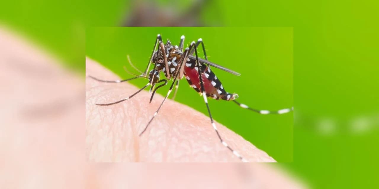 Secretaria da Saúde registra cinco novos casos de dengue no Estado