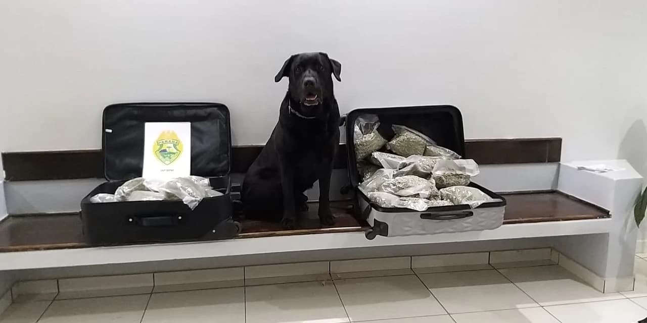 Durante abordagem a um ônibus que fazia linha de Foz ao Rio de Janeiro policia encontra "skunk'', a super maconha