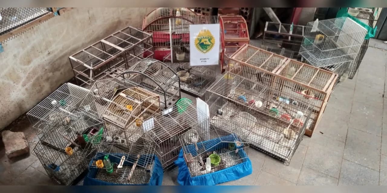 Irati: Policia Ambiental localiza 26 aves em situação de maus tratos