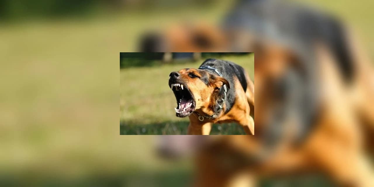 Homem fica ferido após ser mordido por cachorro do vizinho, em Guarapuava