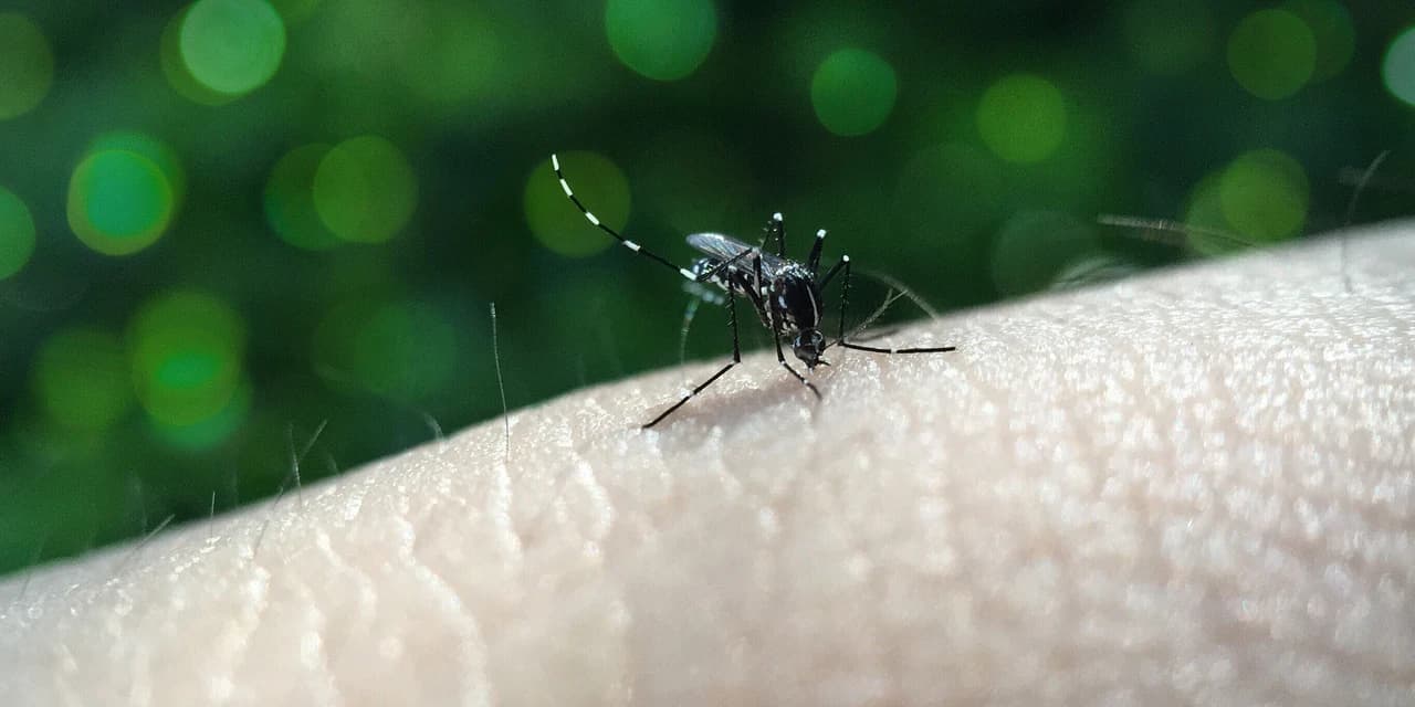 Boletim da dengue registra 50 novos casos no Paraná