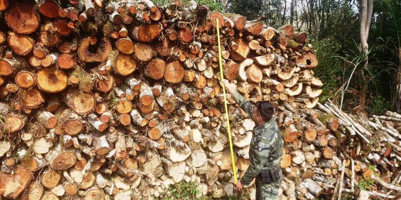 Em Imbituva policiais ambientais encontram destruição de vegetação nativa