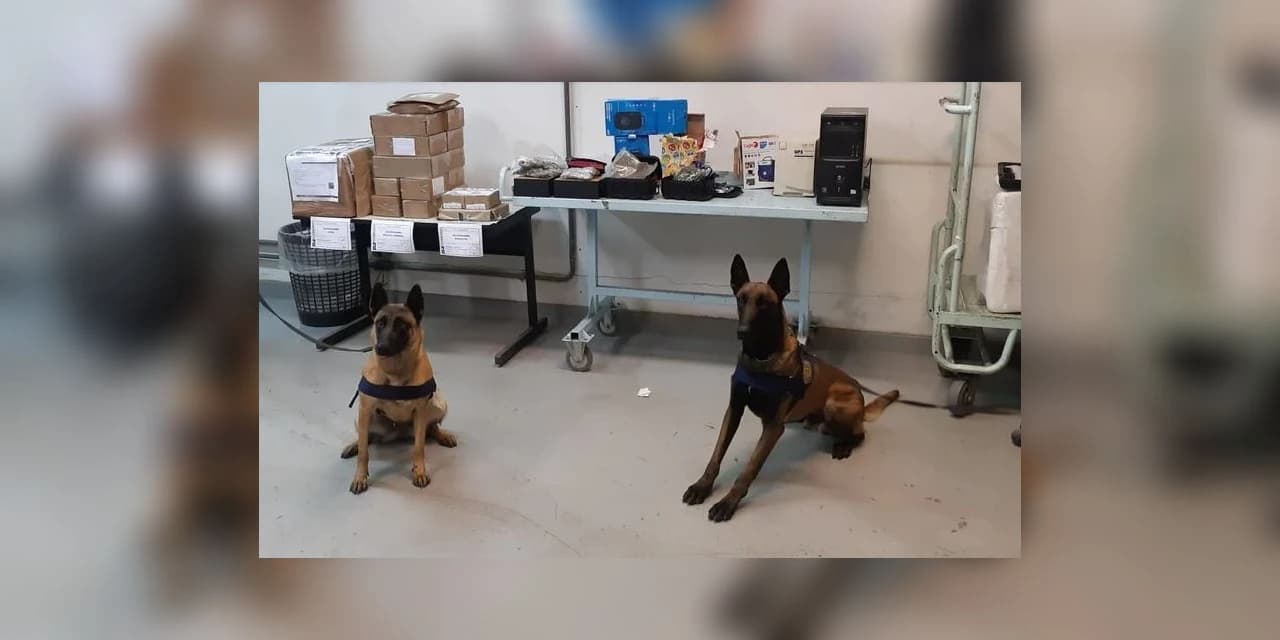 Durante treinamento, cães da PRF encontram droga na central de distribuição dos correios em Curitiba (PR)