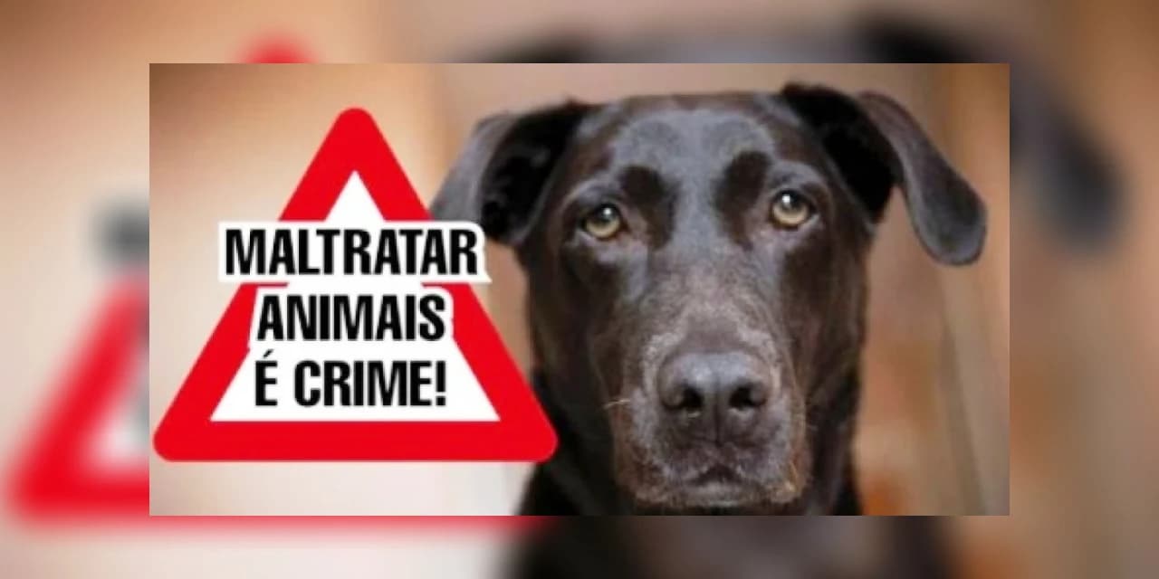 Polícia Militar registra ocorrência de maus tratos a animais no BNH em Prudentópolis