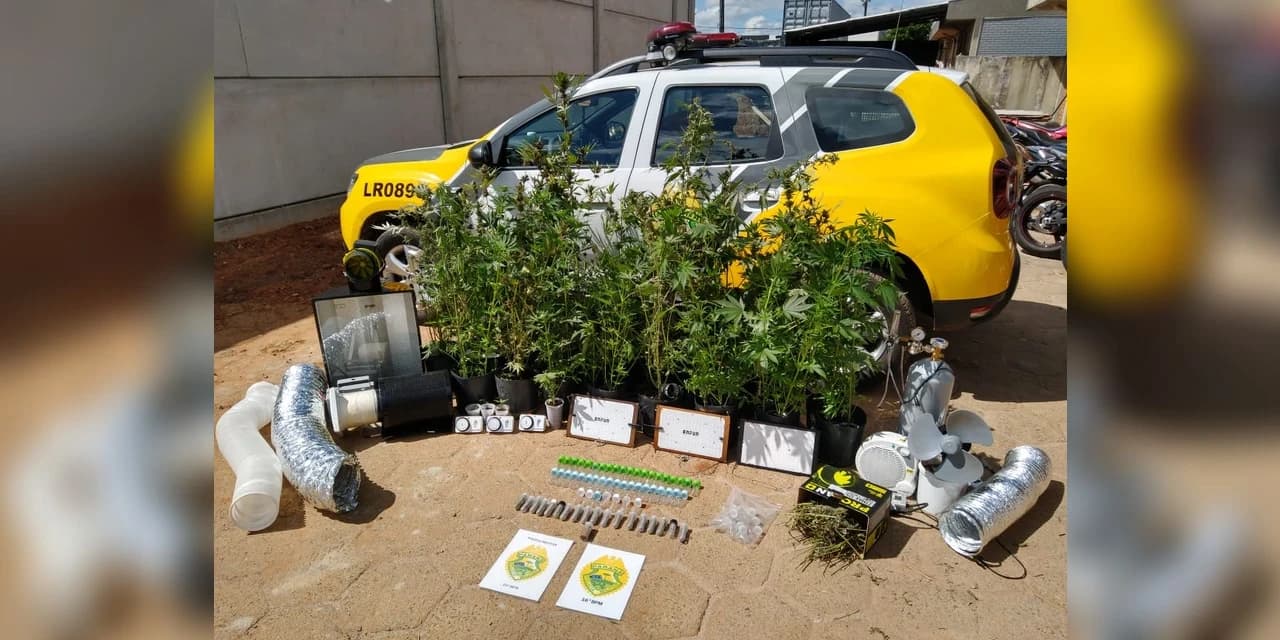 Polícia apreende 64 pés de maconha, em Guarapuava