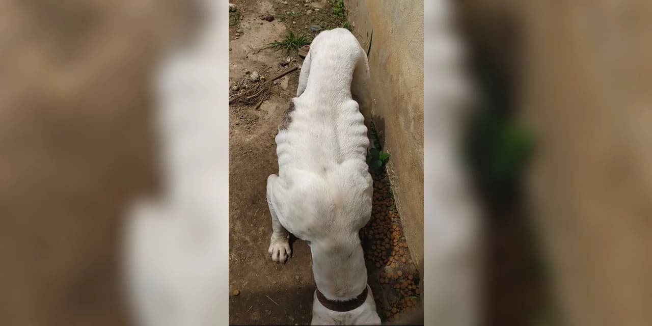 Ação conjunta da Polícia Civil de Ponta Grossa e Guarda Municipal prende homem por maus-tratos aos animais!