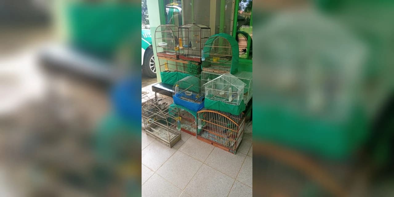Em Guarapuava homem é multado por manter pássaros silvestres em cativeiro sem autorização