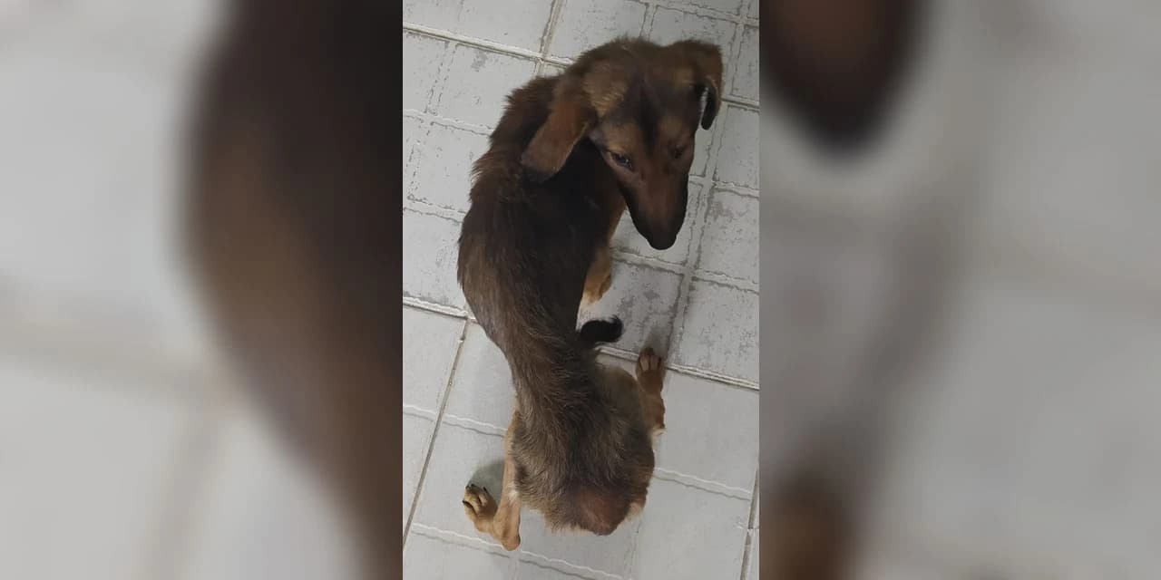 Em Ponta Grossa Polícia Civil prende homem em flagrante por maus tratos aos animais