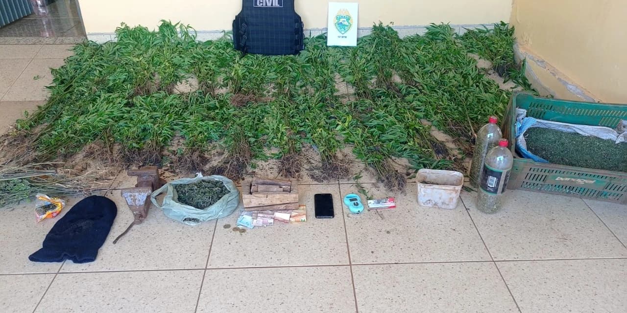 Polícia encontra plantação de maconha totalizando a quantia de "836 Pés"