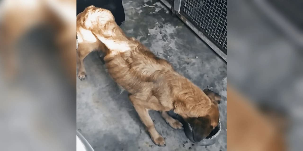 Mulher é presa em Ponta Grossa por maus tratos aos animais