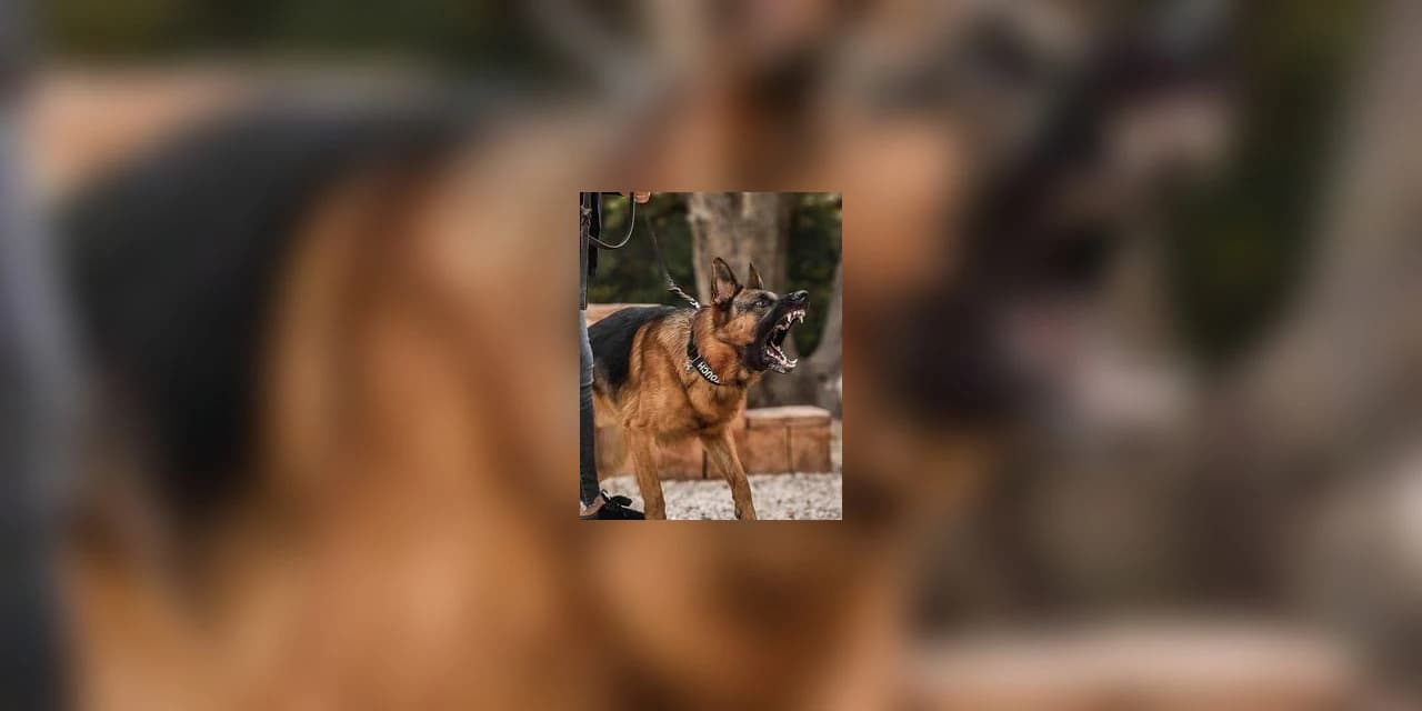 Homem aciona a polícia após ser atacado por cachorro em Guarapuava