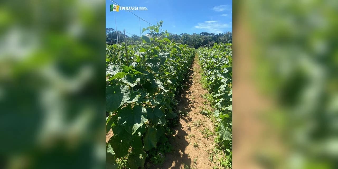 Ipiranga investe em diversificação de culturas e segue projeto de produção de pepinos