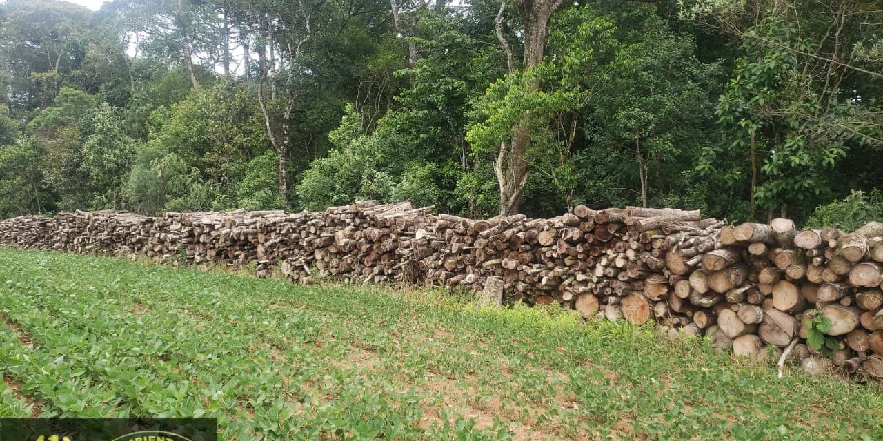 Em Teixeira Soares policia ambiental apreende lenha nativa e aplica multa de R$ 62 mil