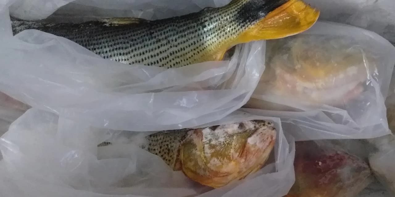 Policia ambiental realiza fiscalização e apreende peixes sem procedência