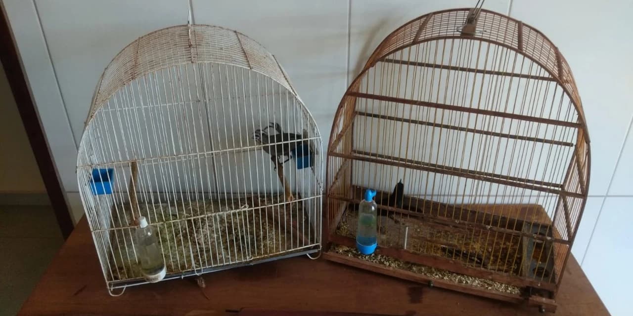 Em Pitanga polícia encontra pássaros da fauna nativa em gaiola e apreende espingarda