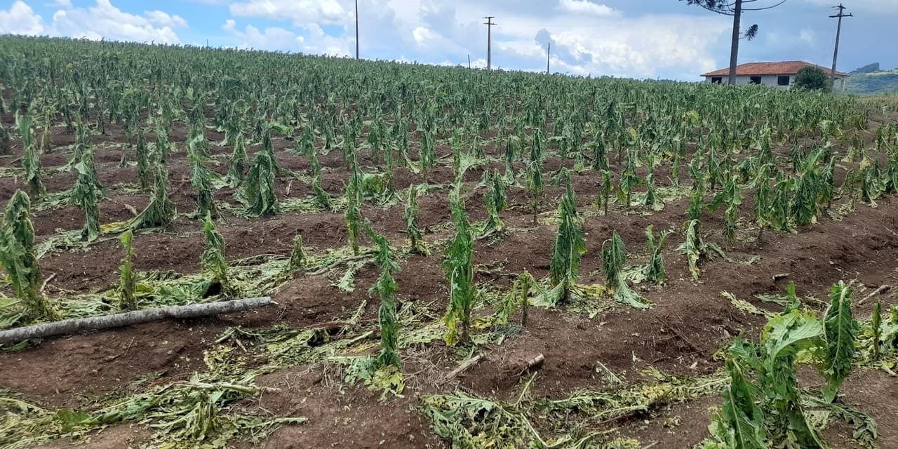 Chuva de granizo causa estragos para fumicultores de Prudentópolis e Guamiranga