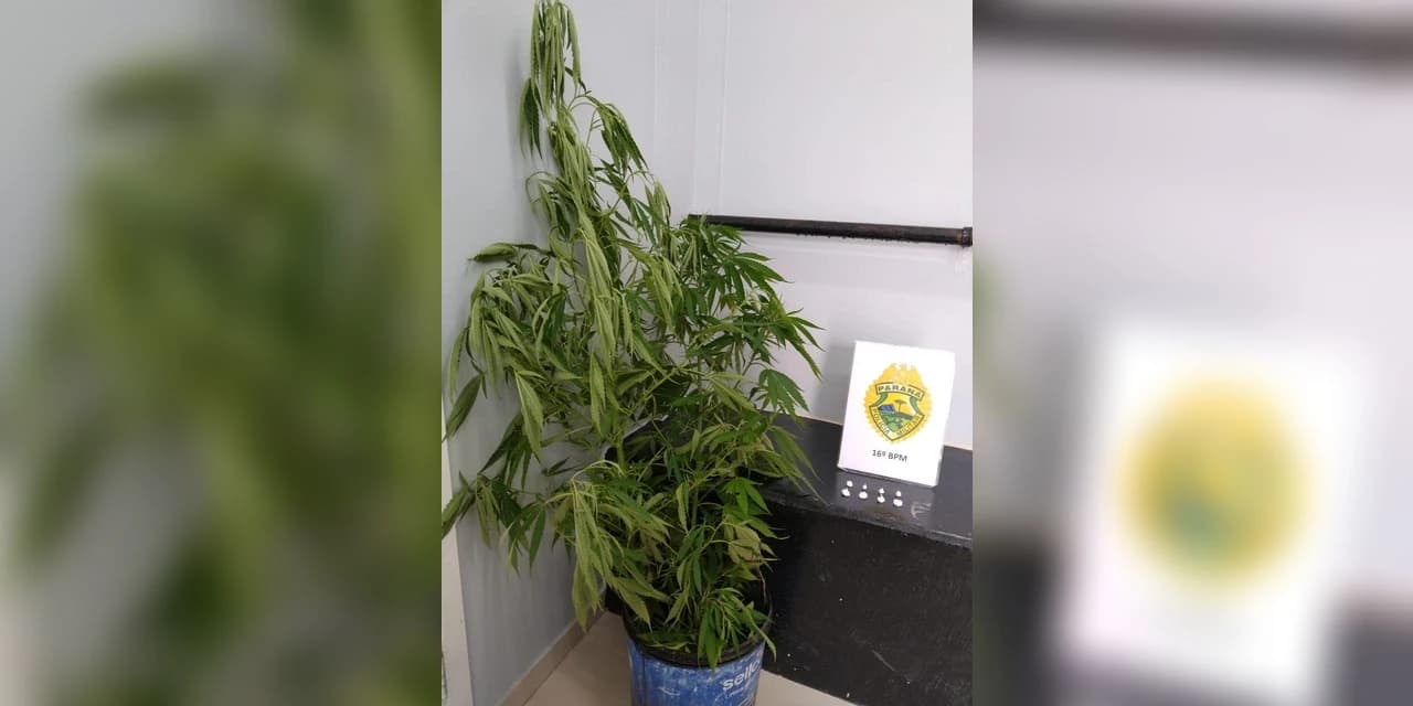 Em Guarapuava durante operação polícia encontra três pés de maconha