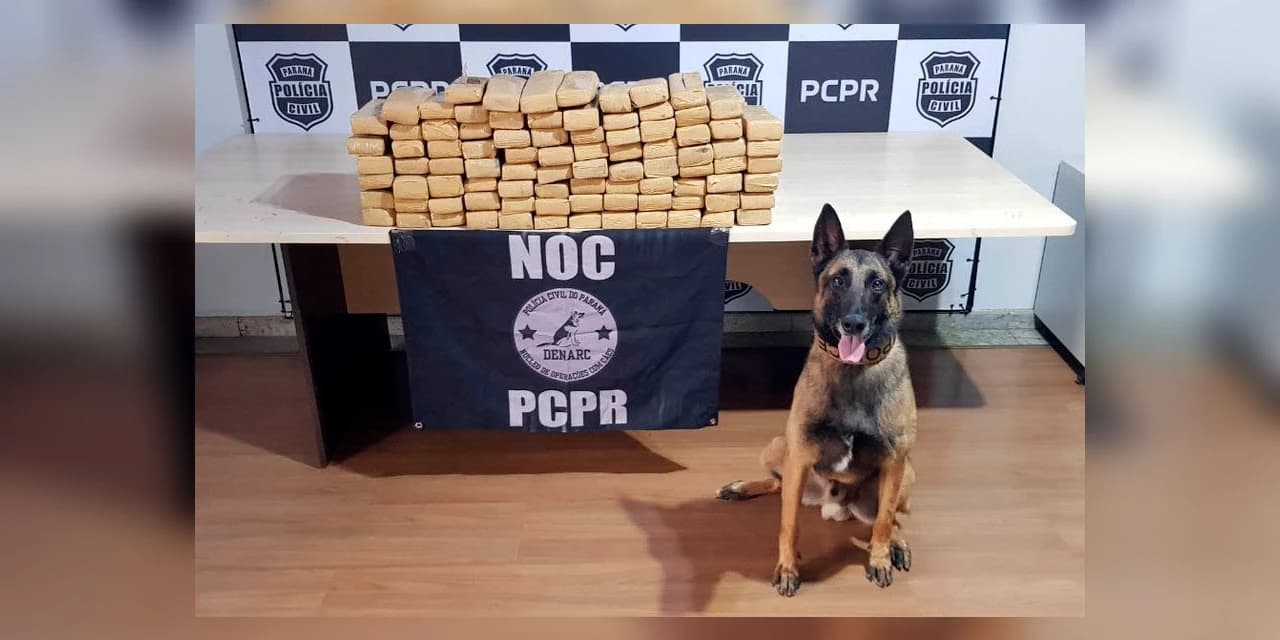 Ações com cães da Polícia Civil apreenderam 7,8 toneladas de drogas em 2021