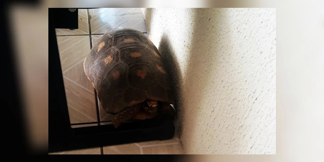 Homem encontra Jabuti transitando em via marginal de Prudentópolis