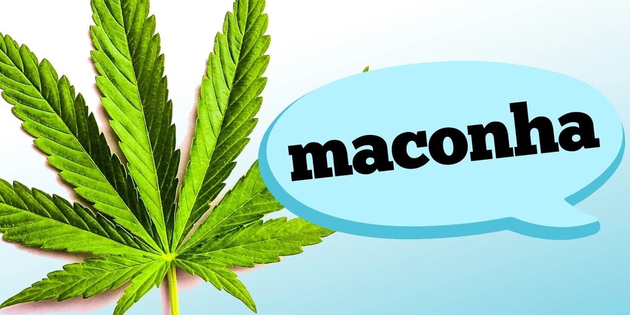 Durante operação “Fecha Quartel’’ em Prudentópolis polícia encontra maconha