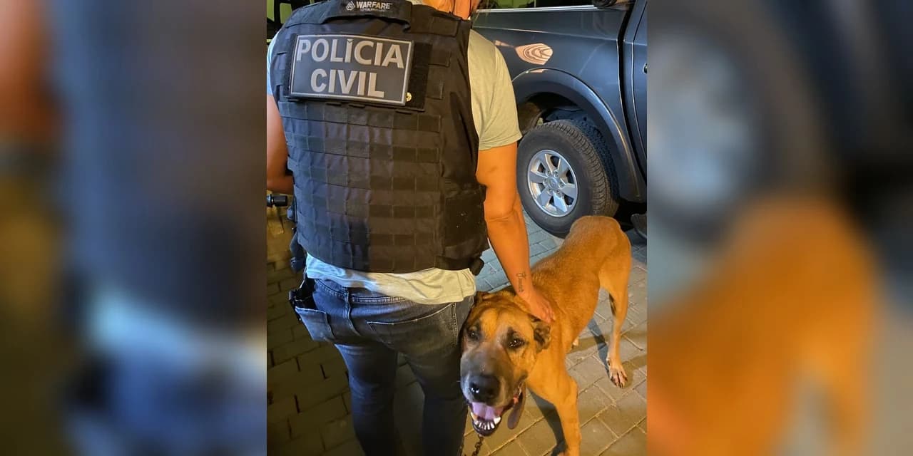 Polícia Civil de Ponta Grossa prende homem flagrado agredindo brutalmente cão em via pública