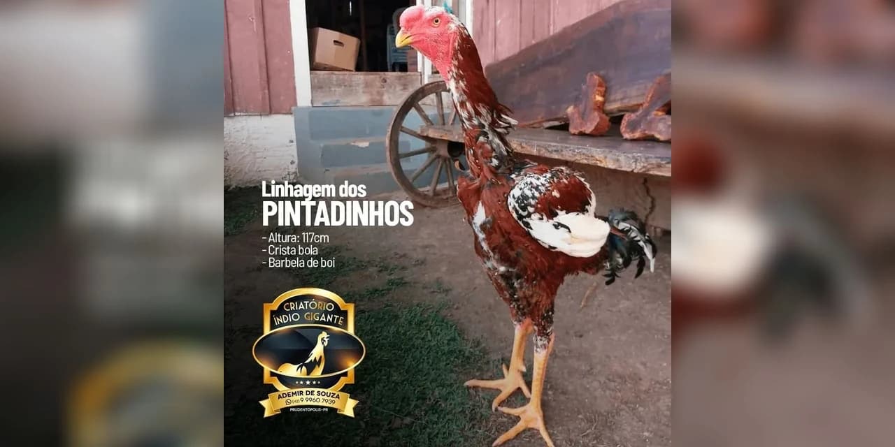 TV NOSSA GENTE: Conheça o criatório do Galo Índio Gigante em Prudentópolis. Assista o VÍDEO!