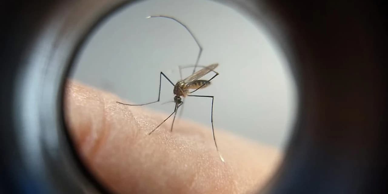 Paraná não registra casos de febre amarela há quase três anos
