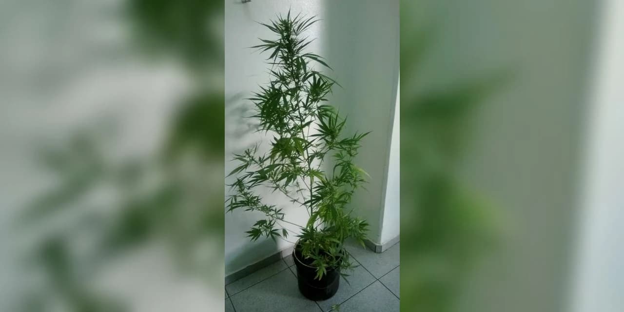Em Prudentópolis Rotam encontra pé de maconha em residência