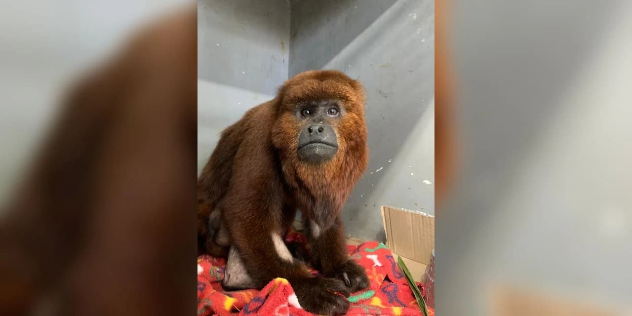 Macaco bugio resgatado com ferimentos graves recebe tratamento na Unicentro