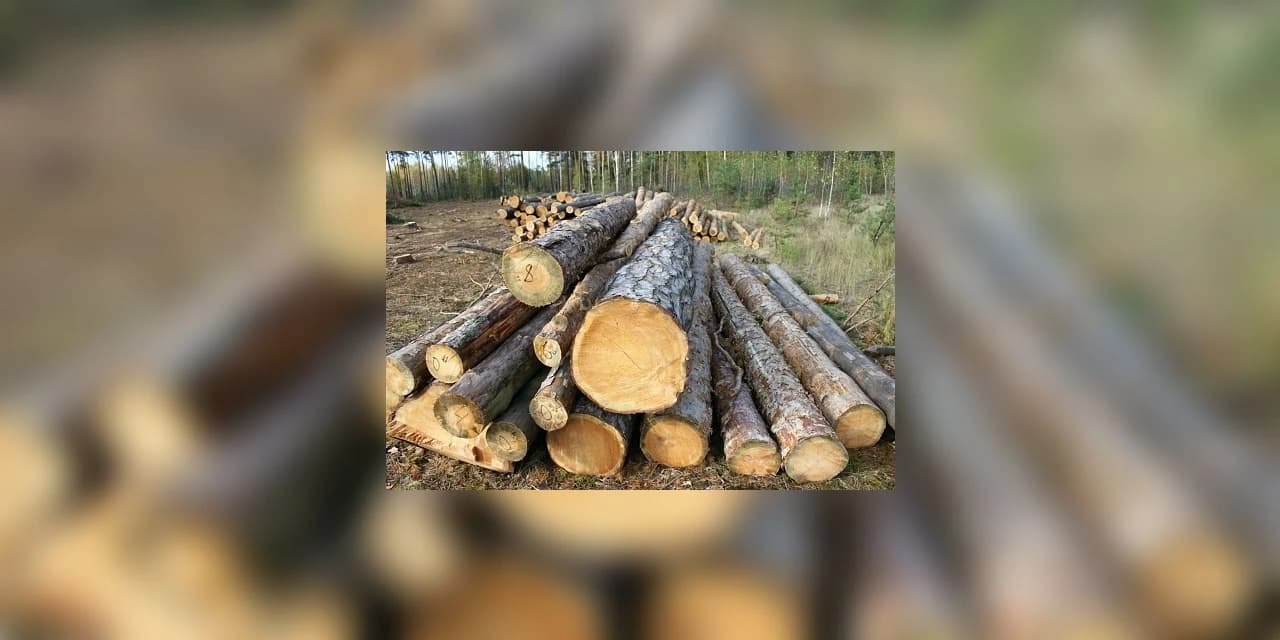 Polícia realiza apreensão de serra móvel e 75 toras em uma serraria no interior de Prudentópolis