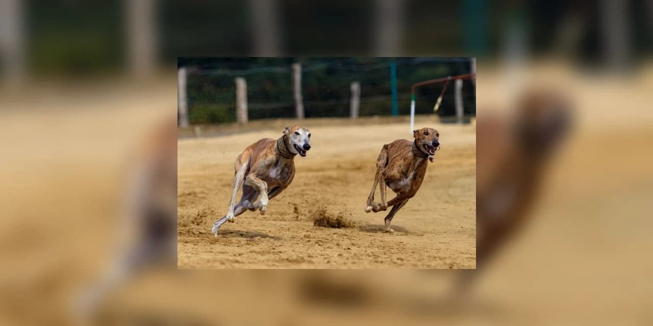 Corridas competitivas de cães estão proibidas no Paraná