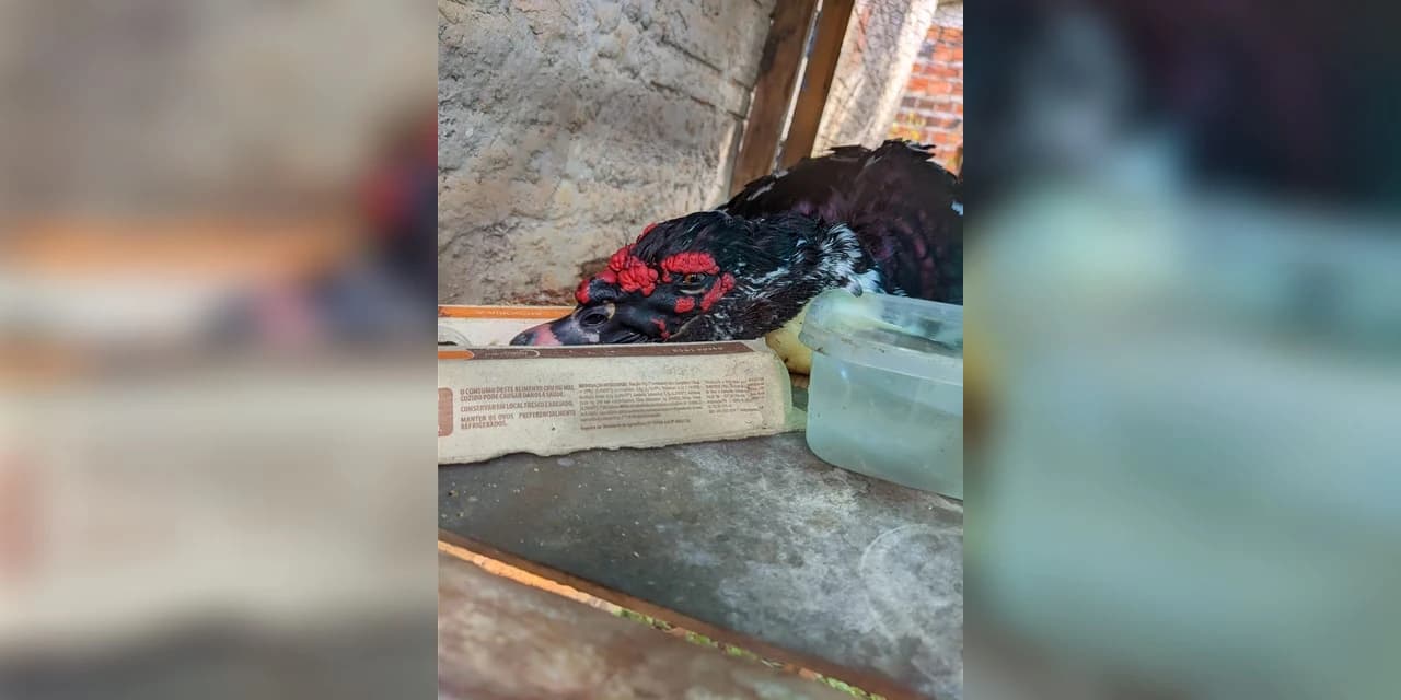 Pato ficou muito machucado após ser agredido a pedradas em Prudentópolis