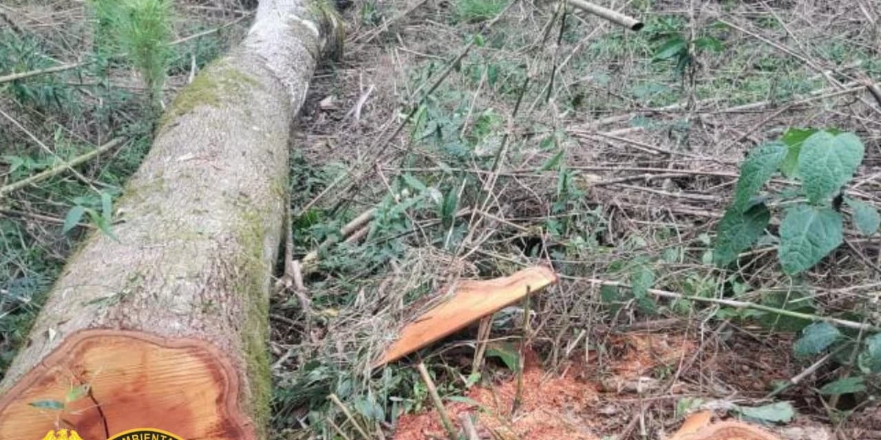 Proprietário é autuado em R$ 367 mil por destruir vegetação nativa em Imbituva