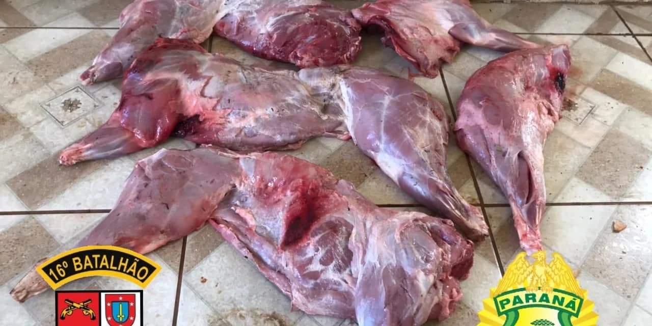 Polícia apreende armas, munições e carne de animais silvestres abatidos em Palmital