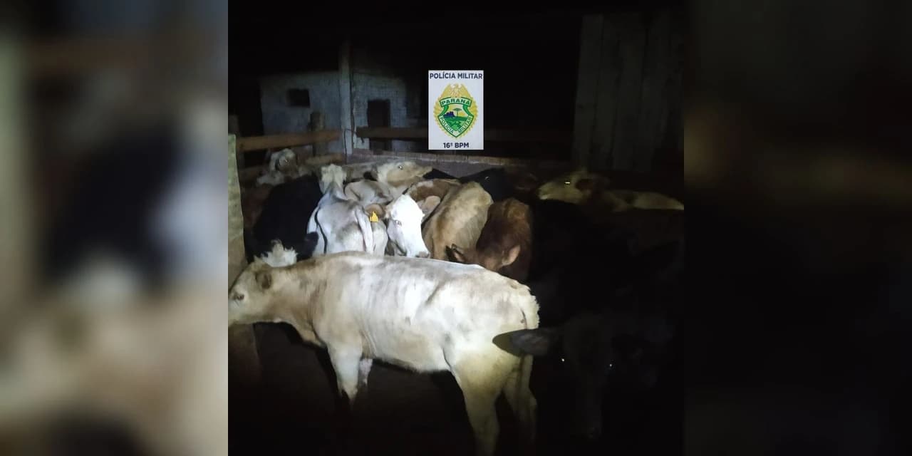 Policiais recuperam cerca de 40 cabeças de gado, em Laranjeiras do Sul