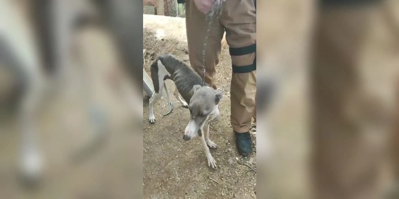 Homem é preso em Pinhão por posse irregular de arma de fogo e maus tratos aos animais