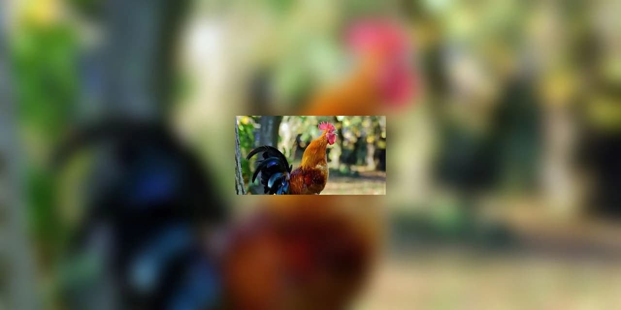 Cantoria de galo vira caso de polícia em Prudentópolis