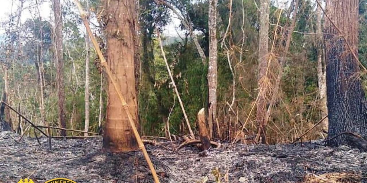 Proprietário é autuado em R$ 56 mil em Irati