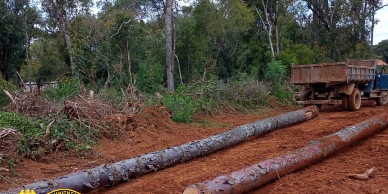 Homem é preso em flagrante por destruição de vegetação nativa em Ipiranga
