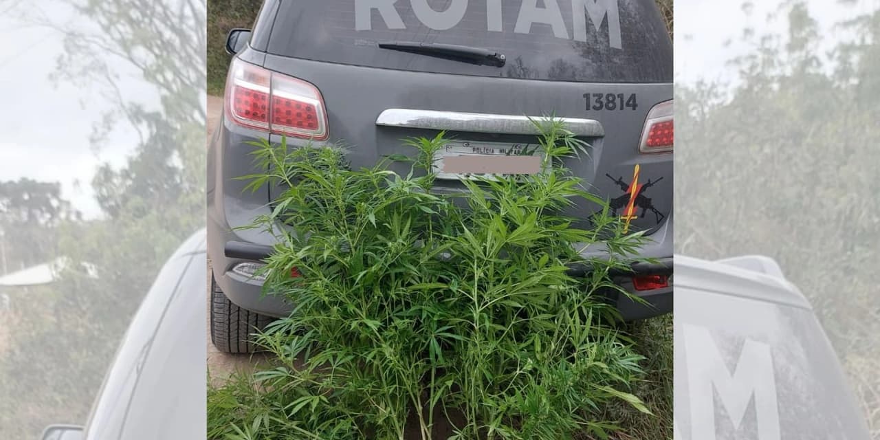Polícia apreende 14 pés de maconha em loteamento, em Irati