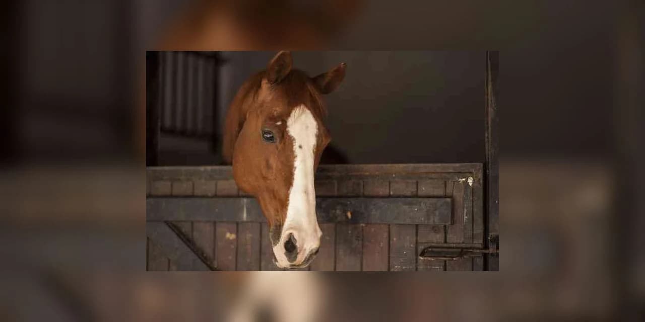 Ney Leprevost protocola projeto de lei para proibir no Brasil a matança cruel de cavalos e outros equídeos