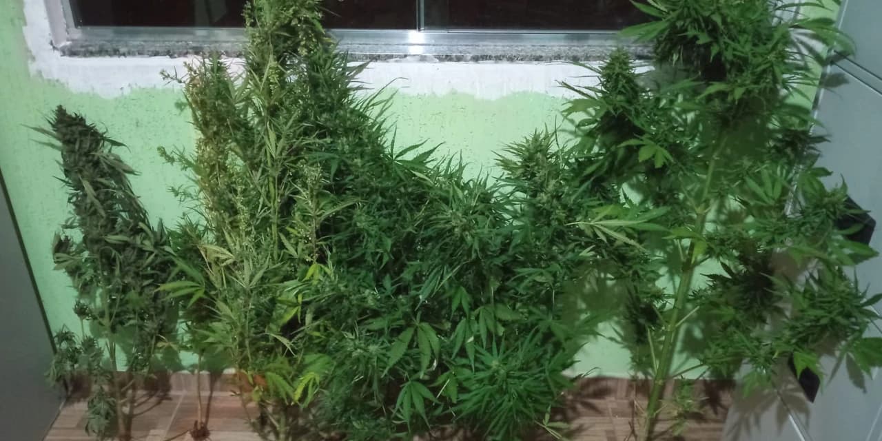 Polícia Militar realiza a apreensão de vários pés de maconha em Nova Tebas